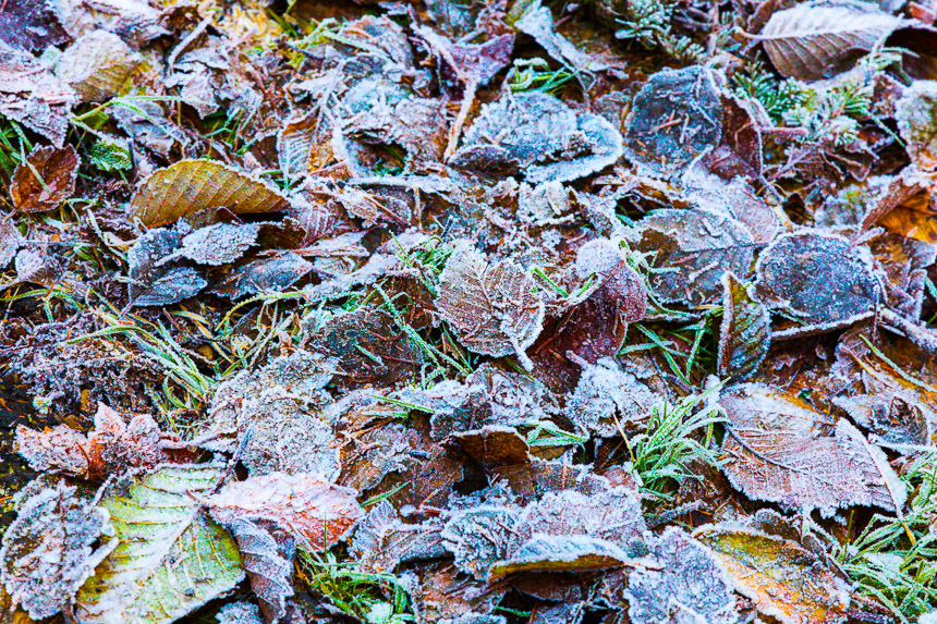Winter_Leaves