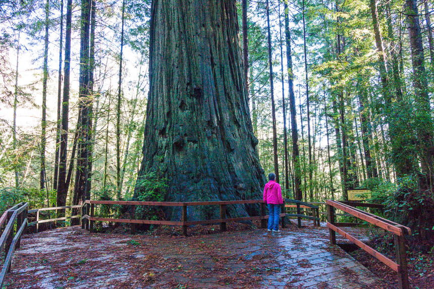 Giant_Redwood-Klamath